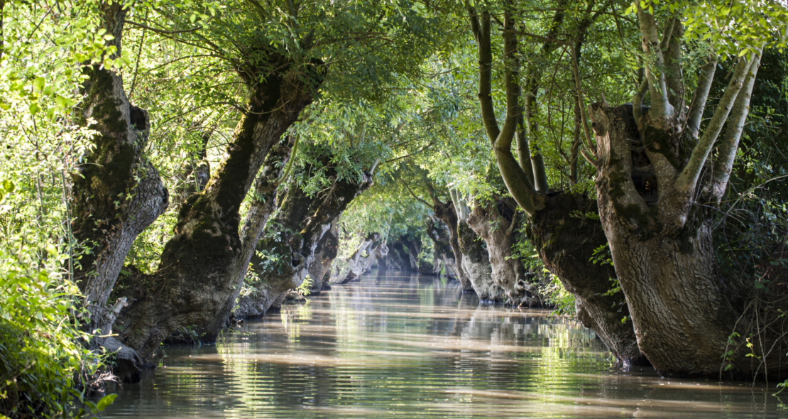 Maraisilience : un programme pour l’avenir du Marais poitevin