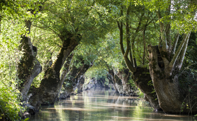 Maraisilience : un programme pour l’avenir du Marais poitevin