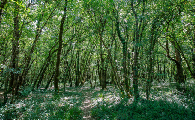 Découvrez la forêt de Benon autrement !
