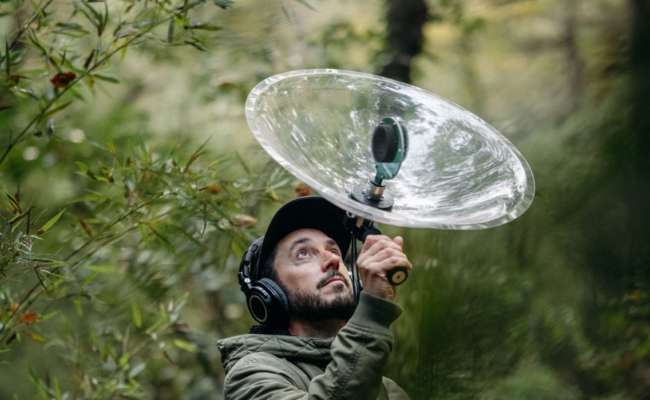 Nature sonore dans la forêt
