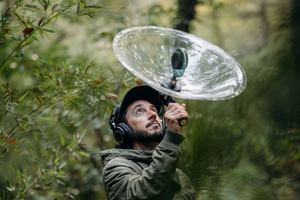 Nature sonore dans la forêt