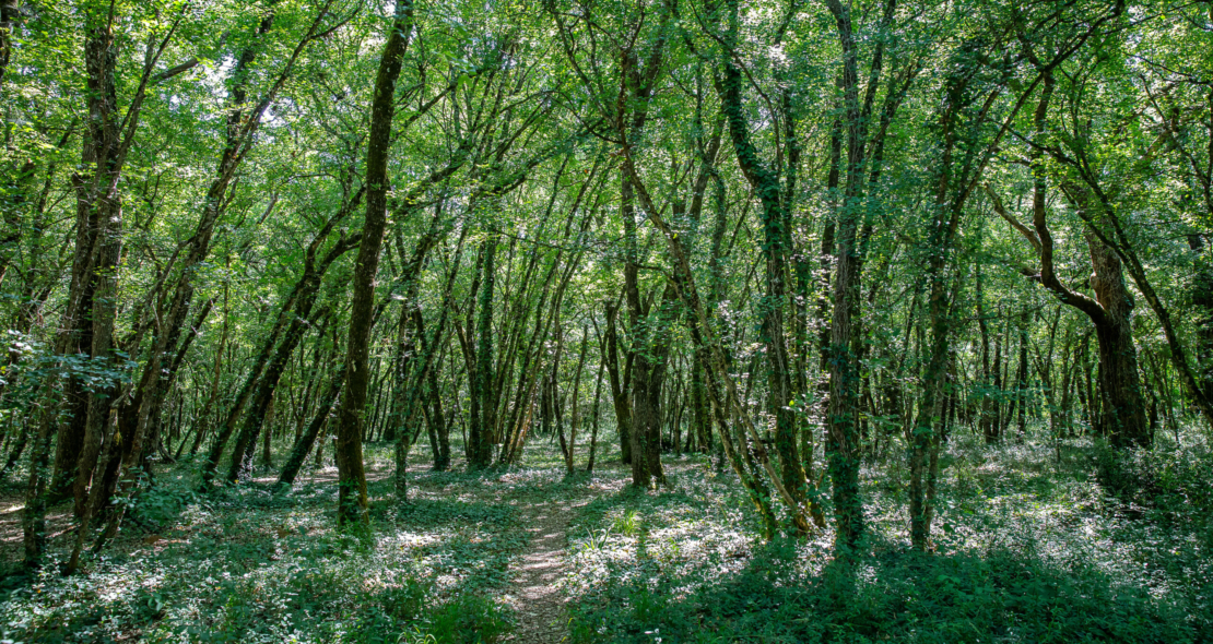 Forêt de Benon : une richesse naturelle à préserver