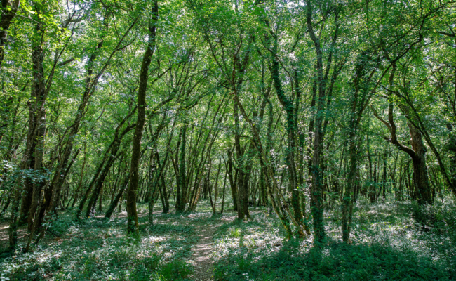 Forêt de Benon : une richesse naturelle à préserver