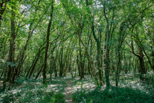 Forêt de Benon : une richesse naturelle à préserver