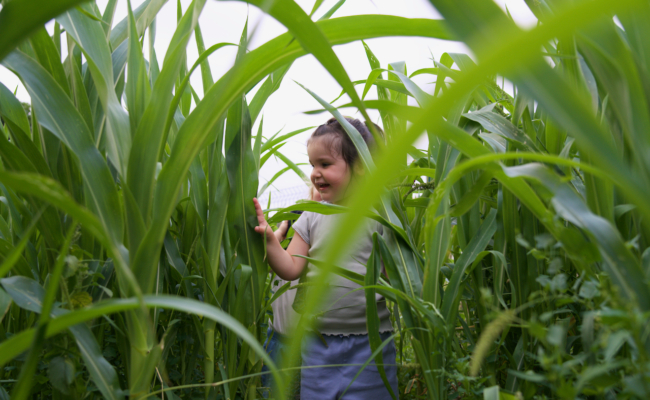 La bulle verte, késako ?