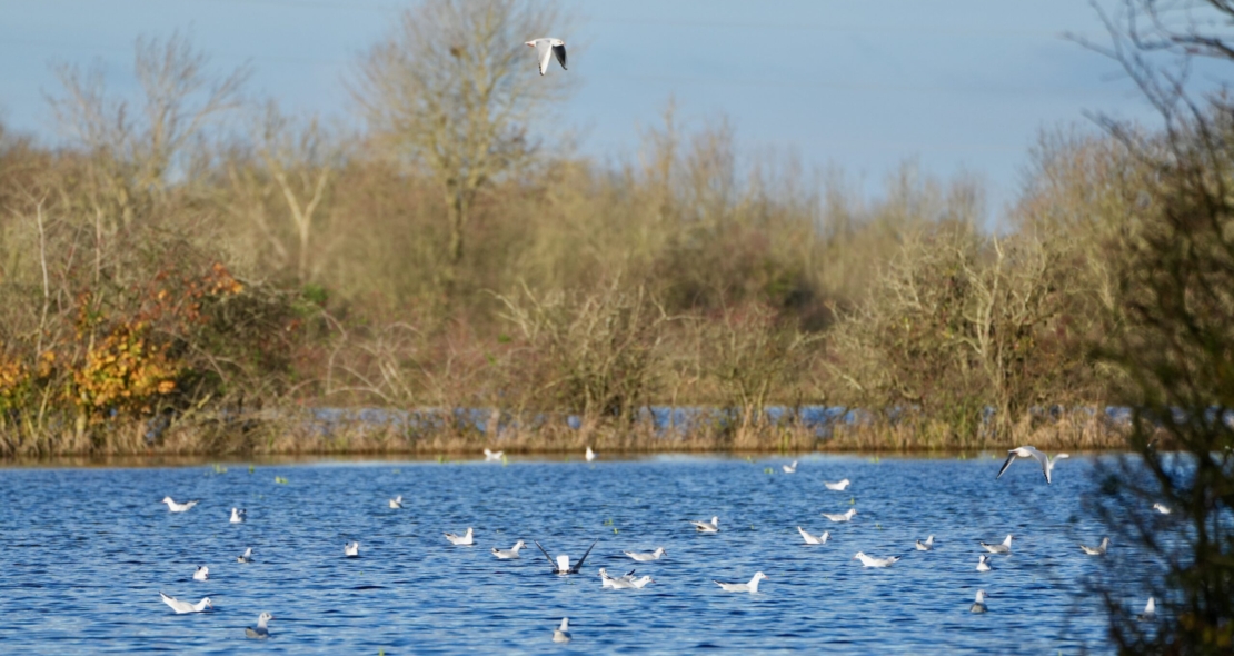 Maraisilience : agissons pour notre territoire ! 1