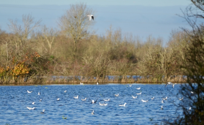 Maraisilience : agissons pour notre territoire ! 1