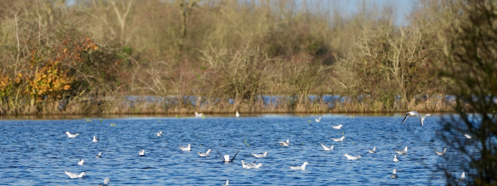 Maraisilience : agissons pour notre territoire ! 1